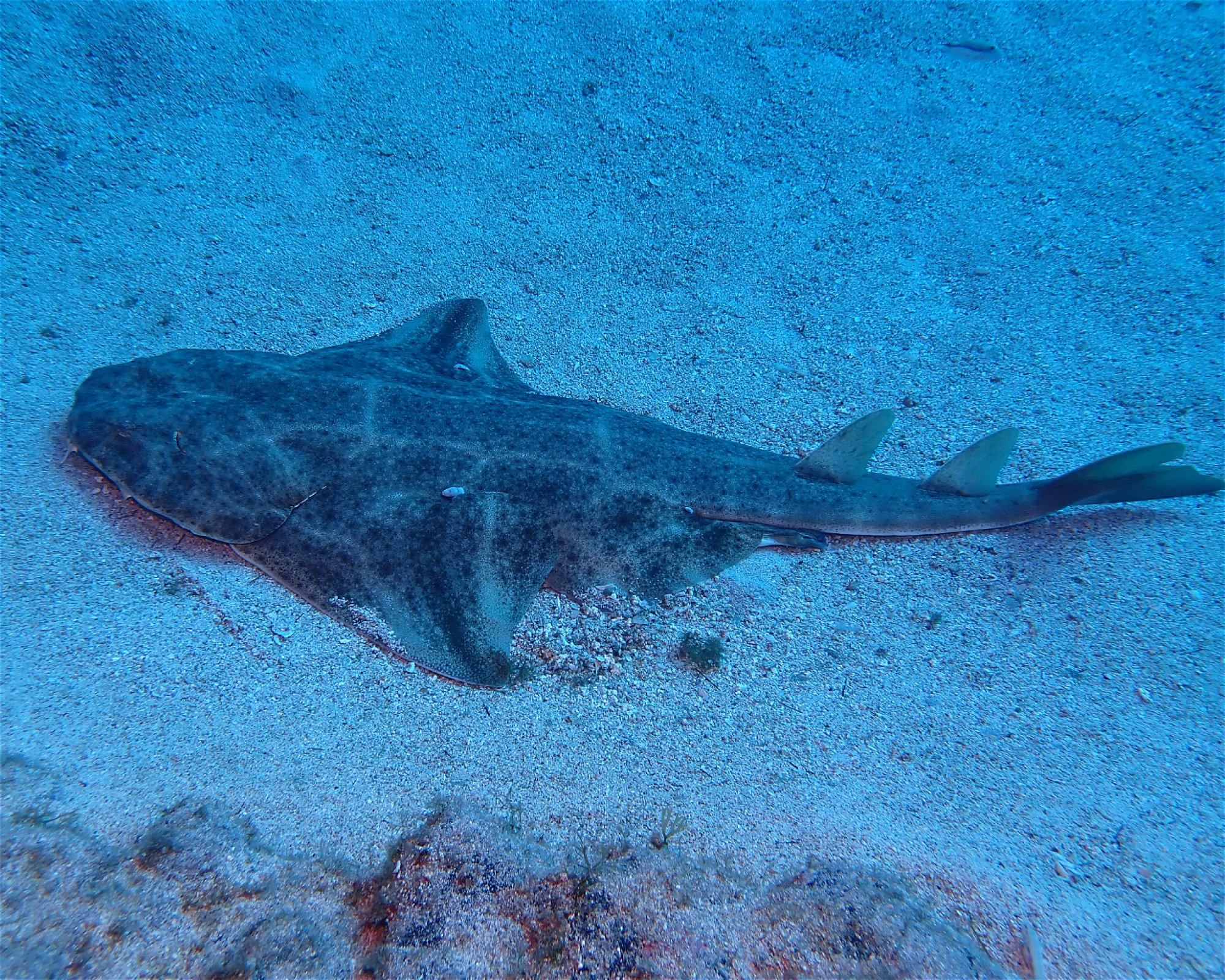 Blue Bottom Diving, 38660 Adeje