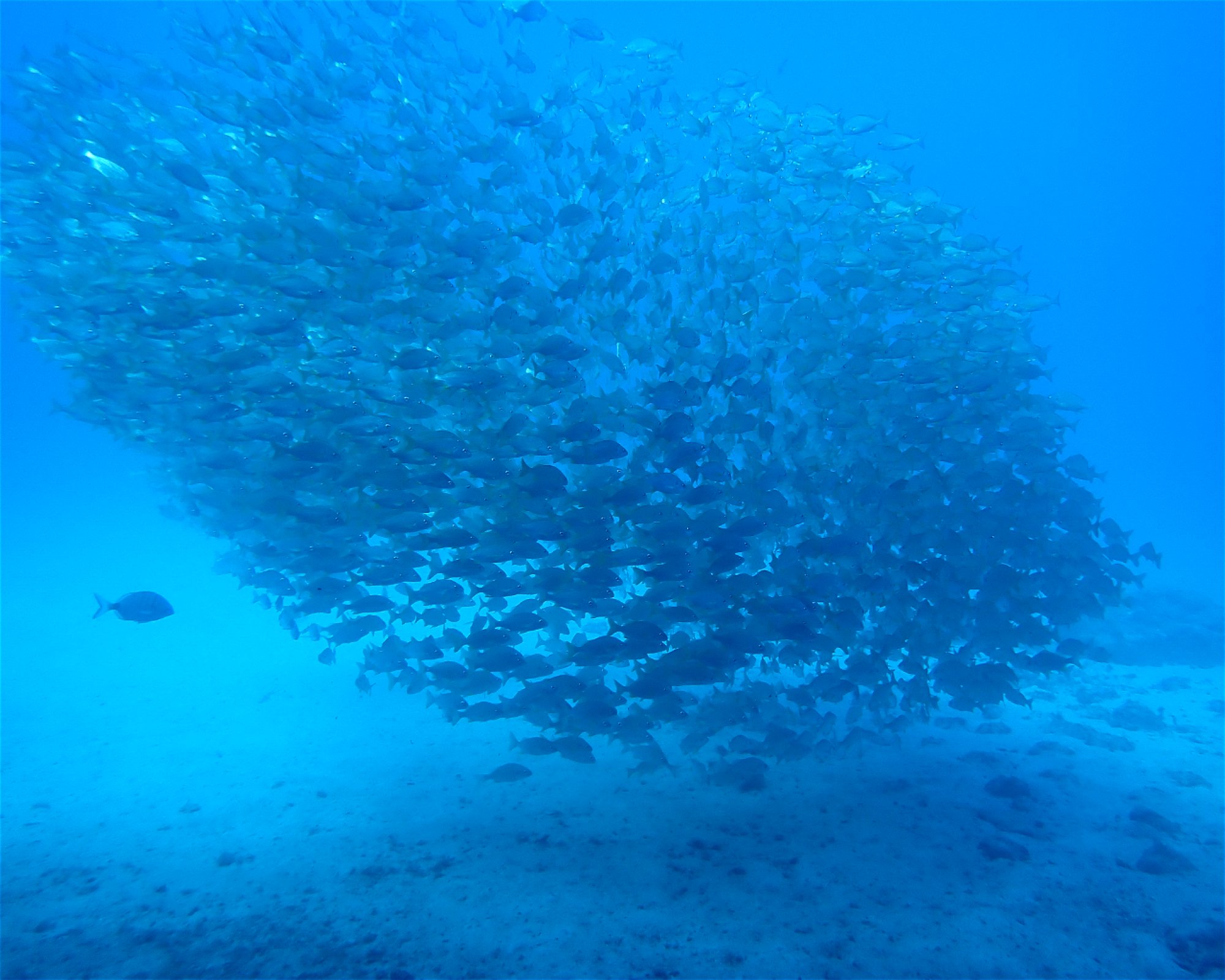 Blue Bottom Diving, 38660 Adeje