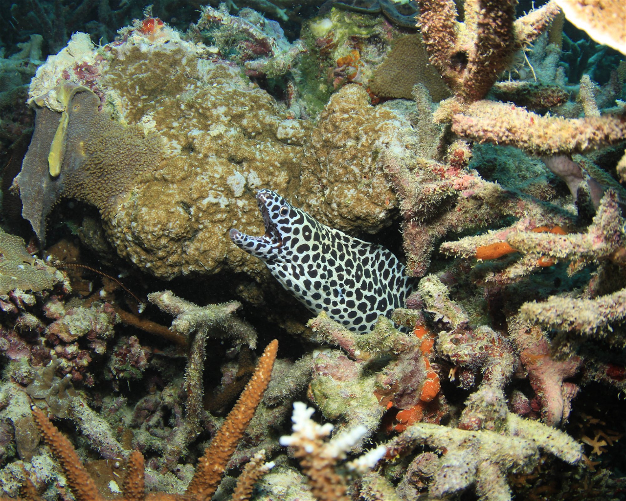 REEF SAFARI FIJI, 0000 NADI
