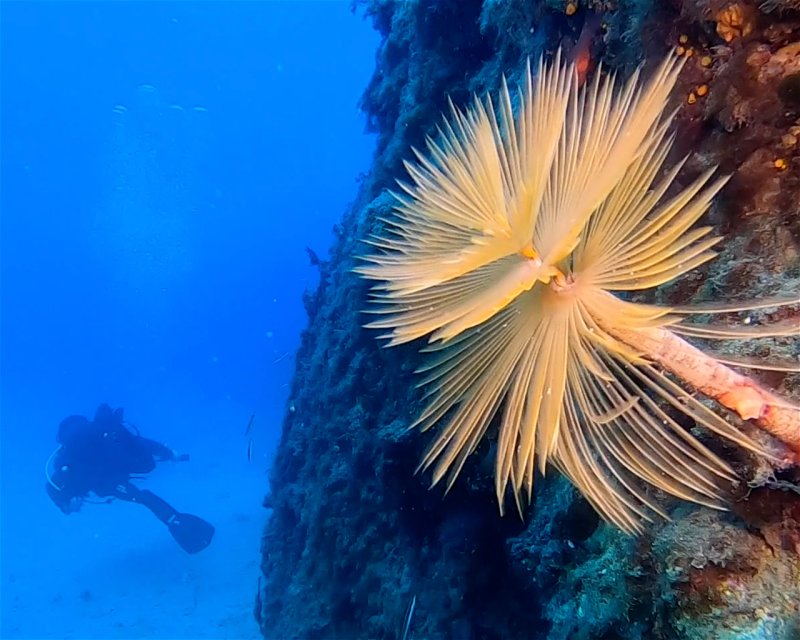 Divesite Image