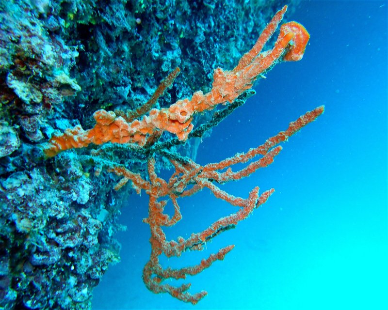 Divesite Image