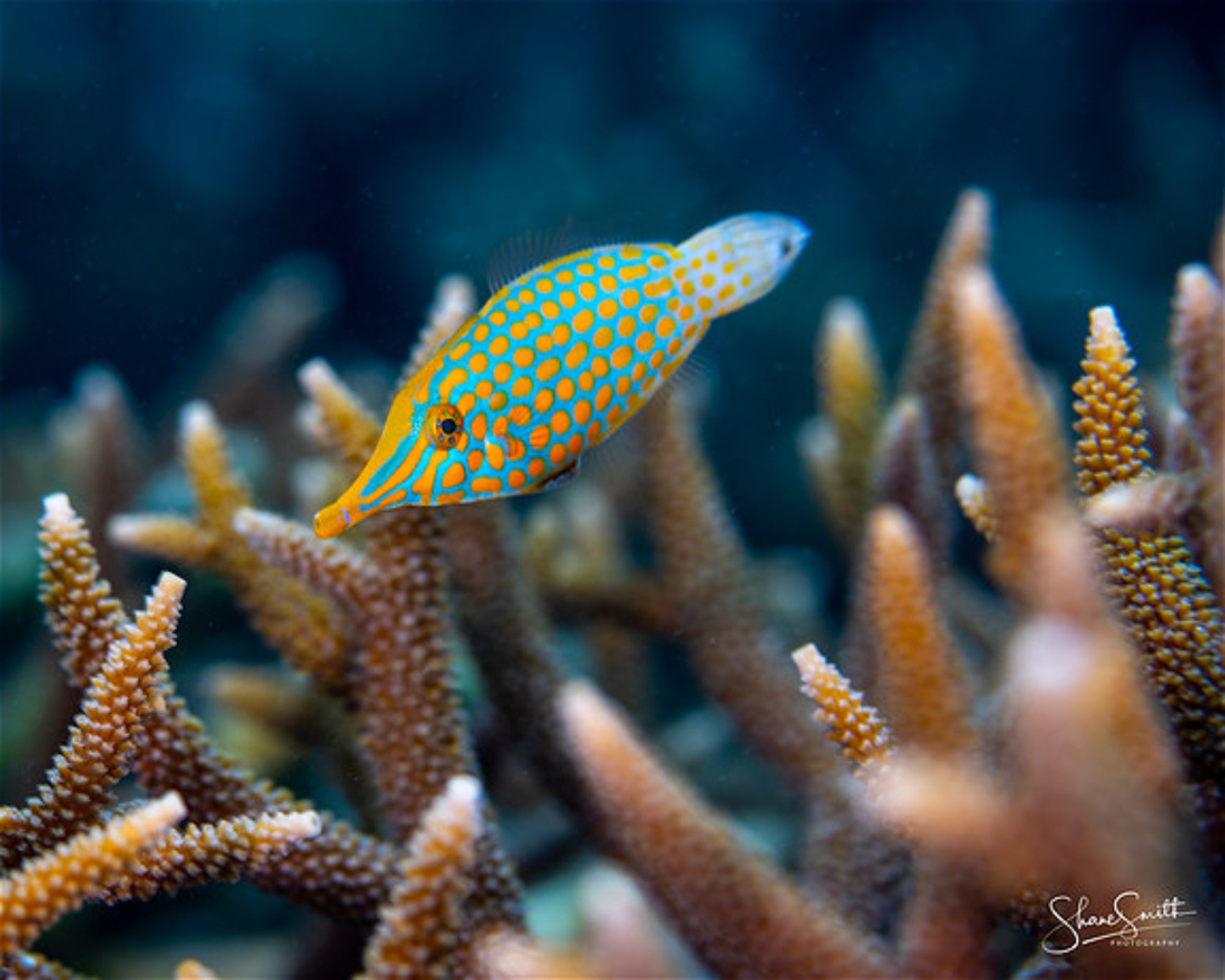 REEF SAFARI FIJI, 0000 NADI