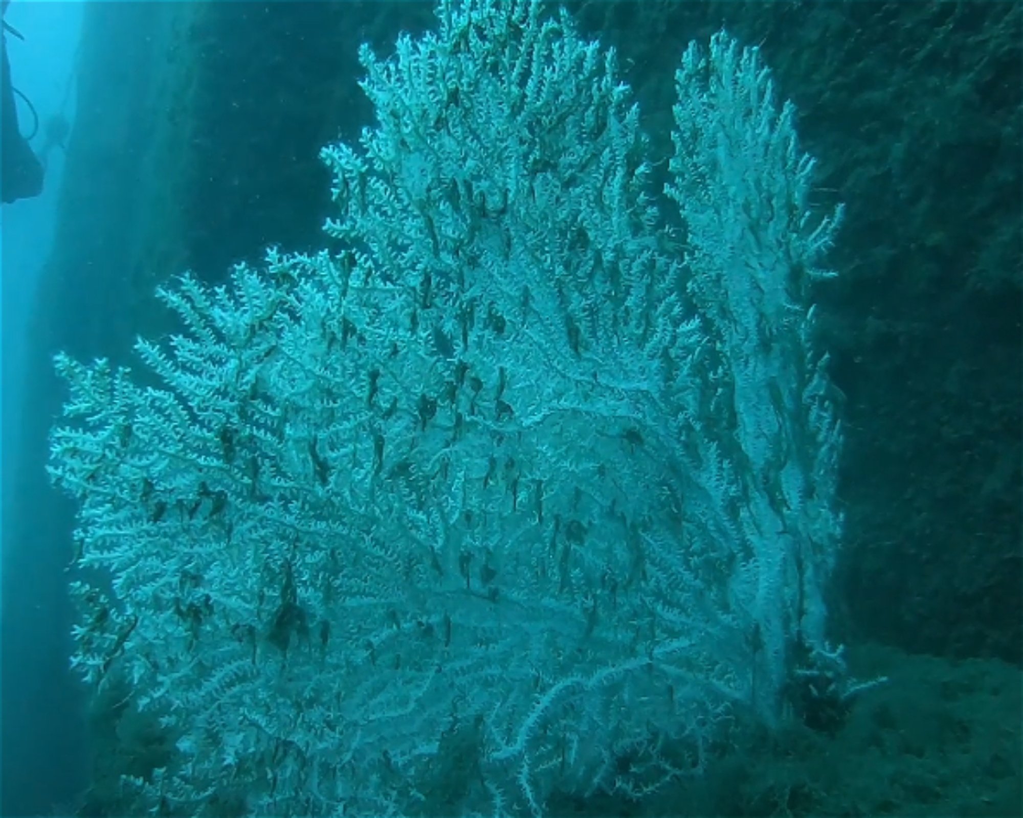 MASSUB DIVING CENTER - PORTOFINO, 16033 LAVAGNA