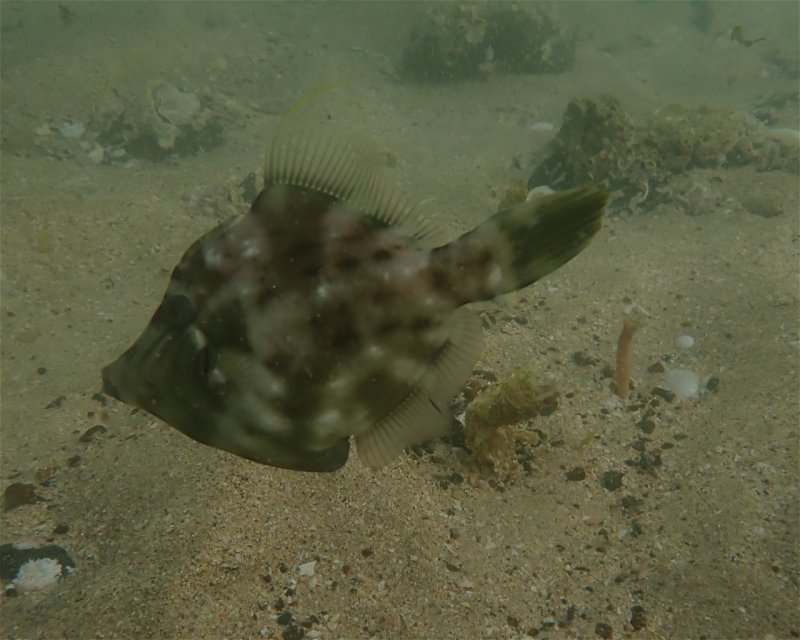 Divesite Image