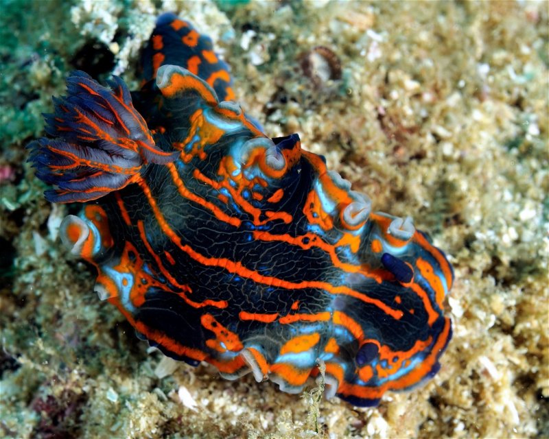 Divesite Image