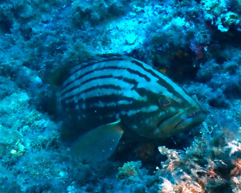 Divesite Image
