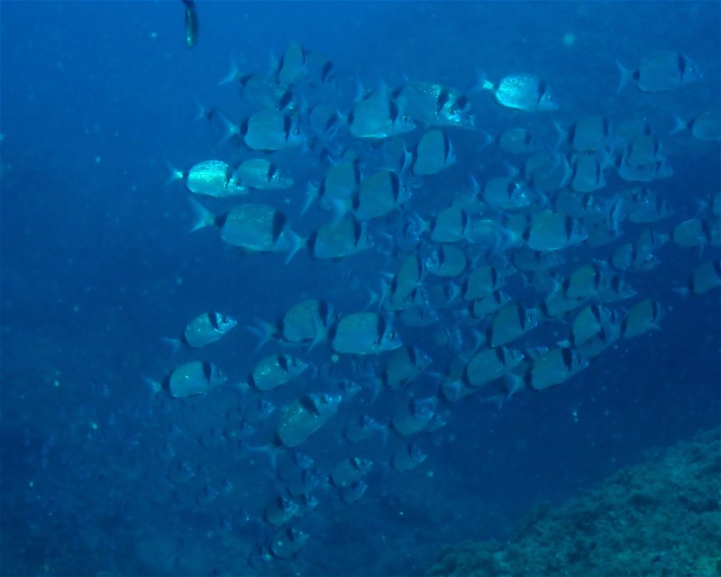 Divesite Image