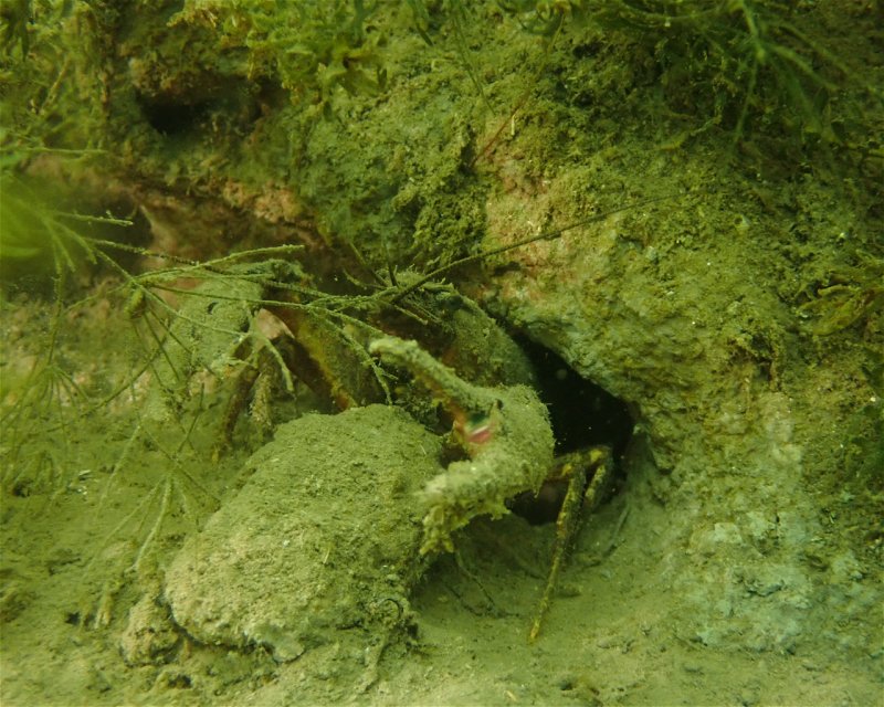 Divesite Image