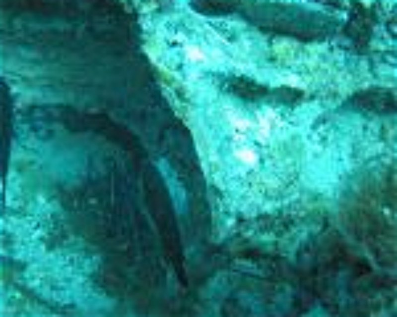 Divesite Image