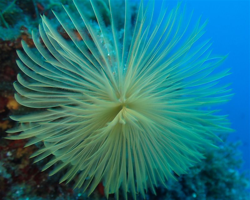 Divesite Image