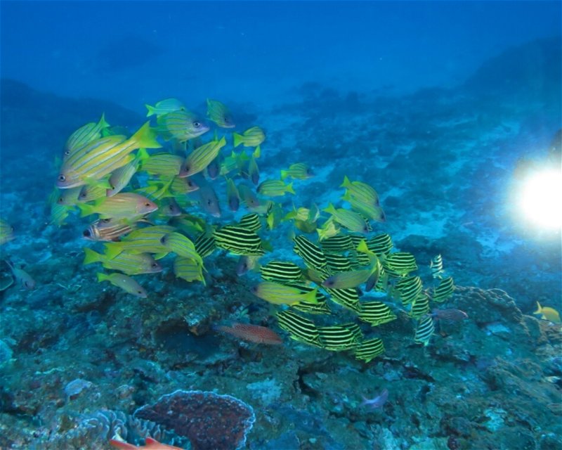 Divesite Image