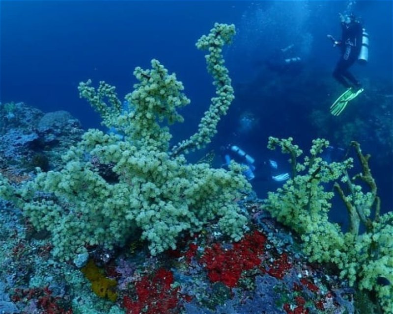 Divesite Image