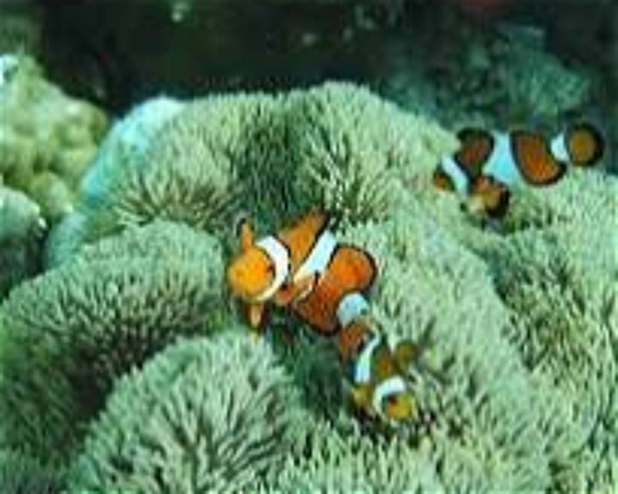 French Kiss Divers Coron, 5316 Palawan