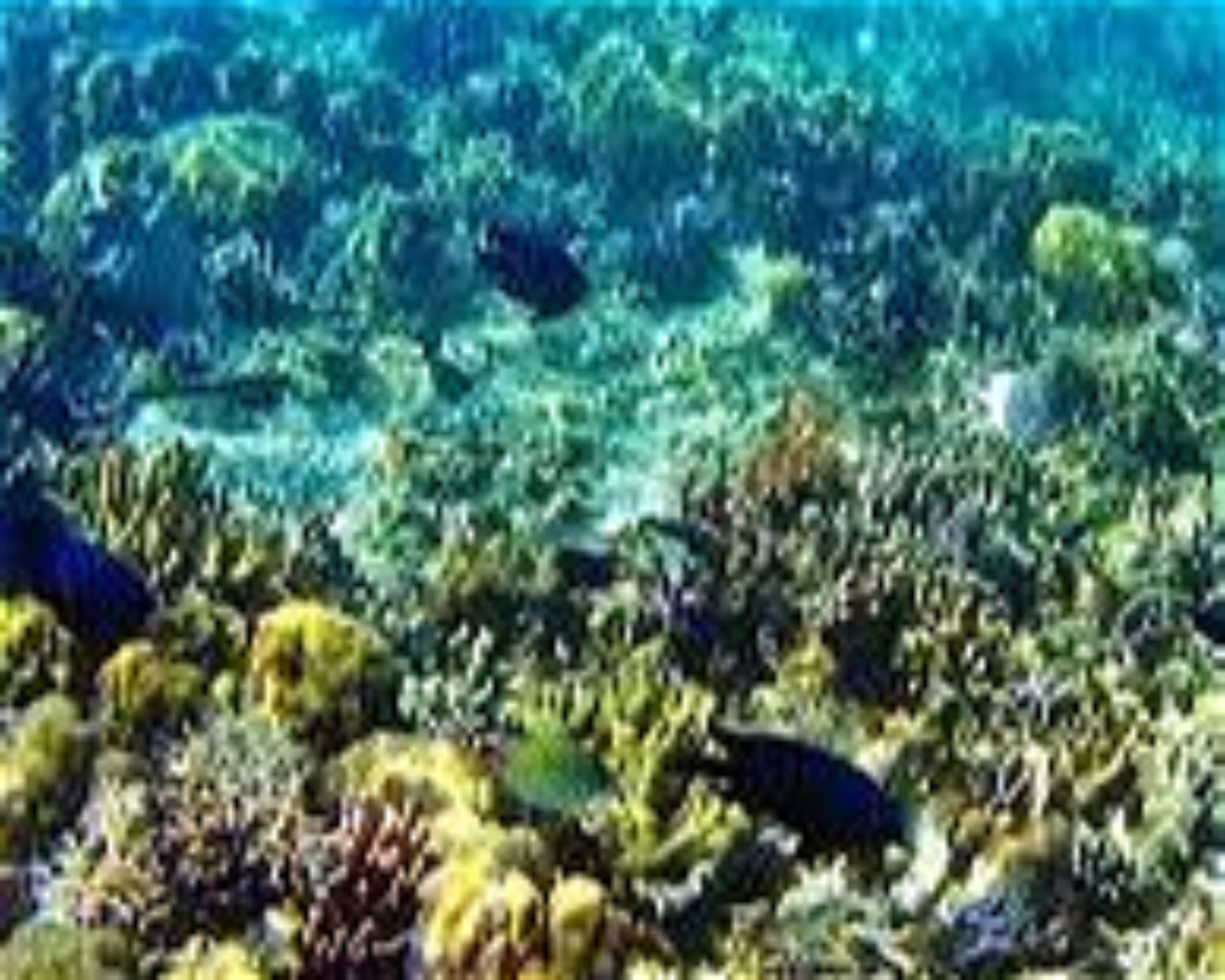 French Kiss Divers Coron, 5316 Palawan