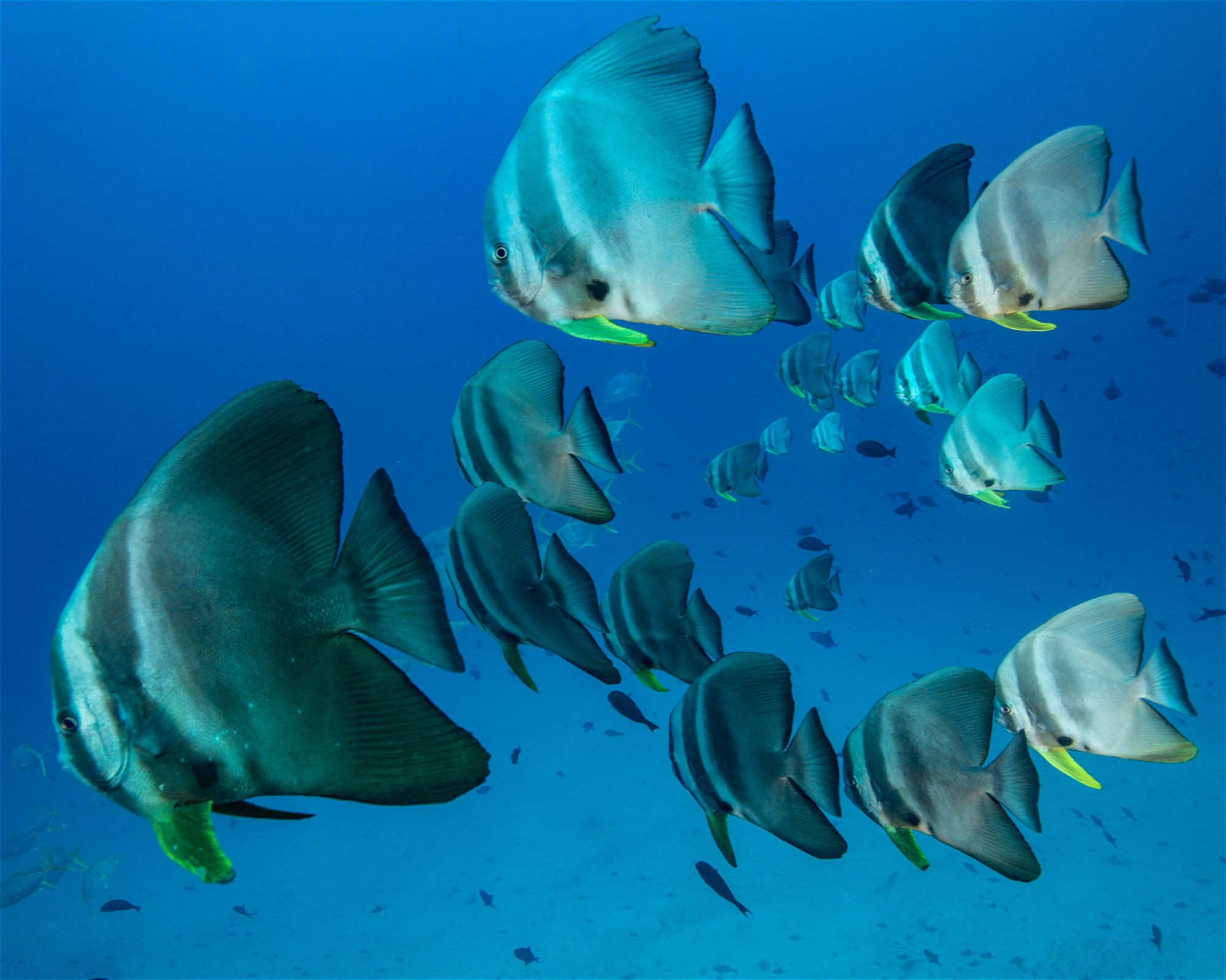 Sub Oceanic at Hilton Maldives Amingiri, 20188 North Male Atoll