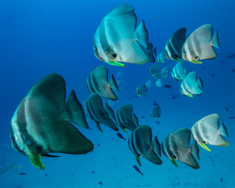Divesite Image