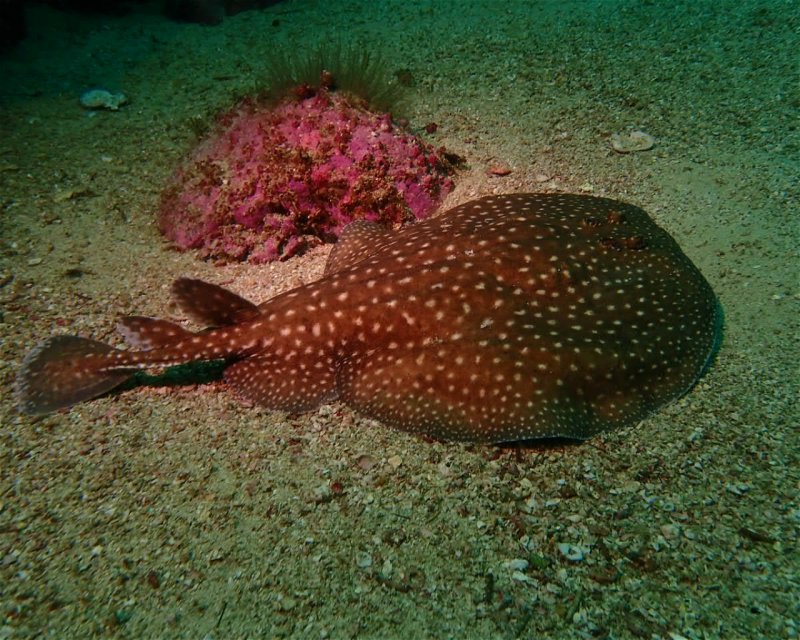 Divesite Image