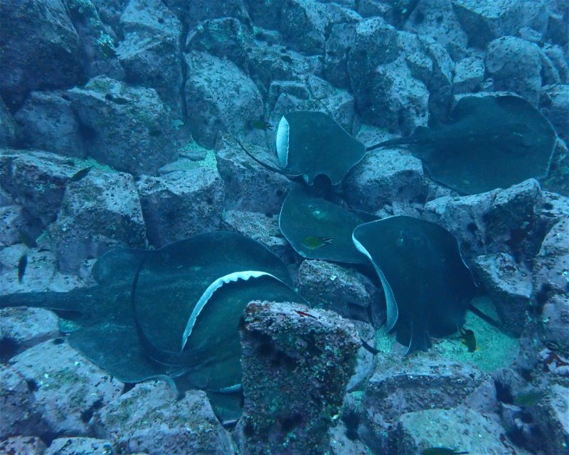 Divesite Image