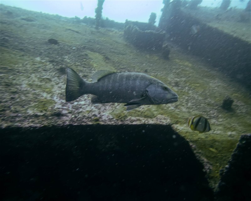 Divesite Image