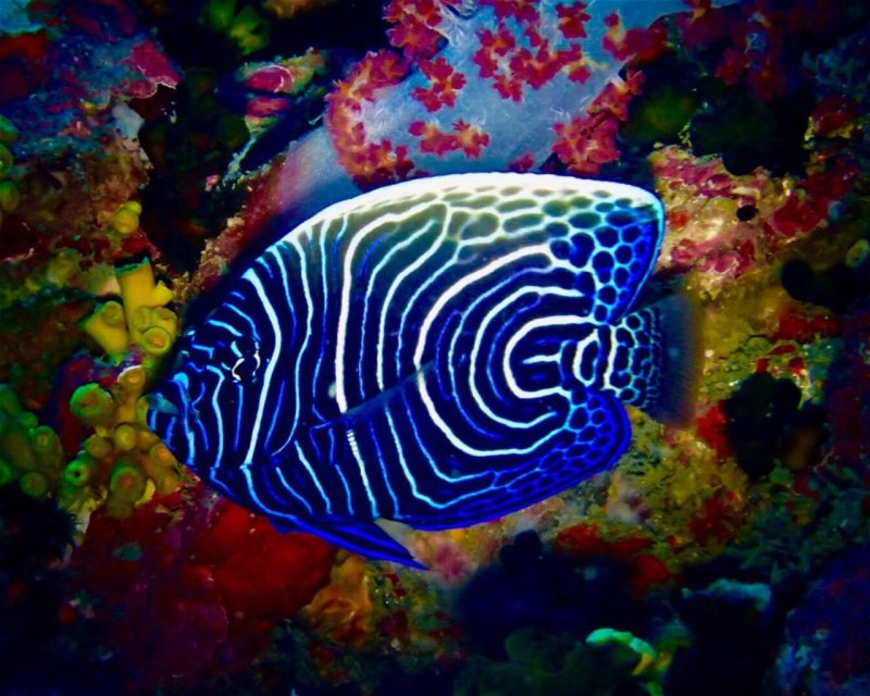 Divesite Image
