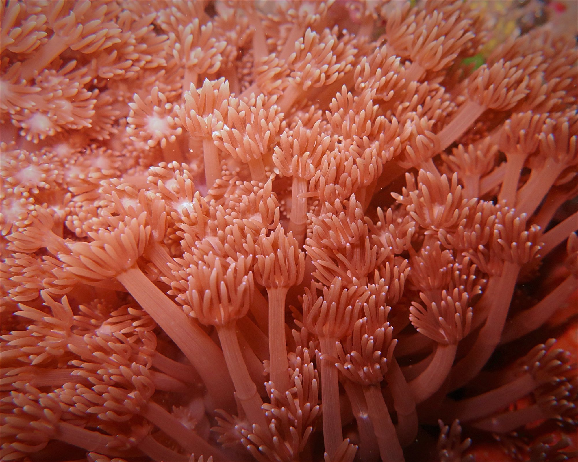 Amed Jepun Divers, 80852 Amed, Karangasem