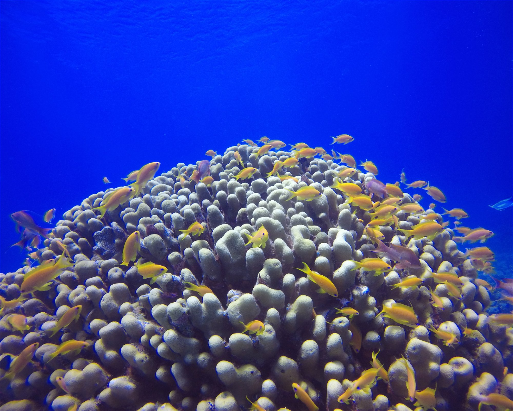 ORCA DIVE CLUB Paradisio, El Gouna