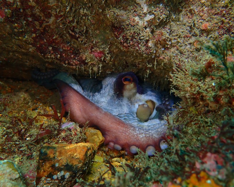 Divesite Image