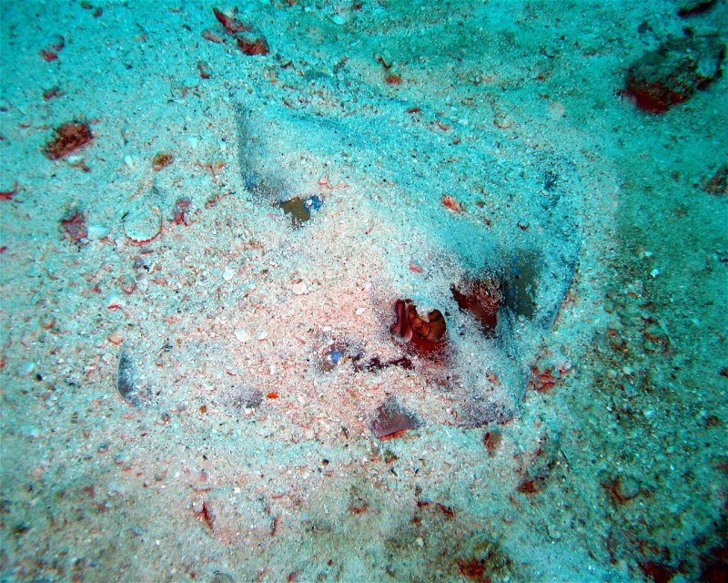 Divesite Image