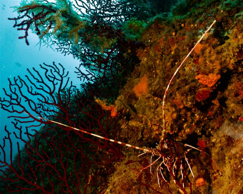 Divesite Image