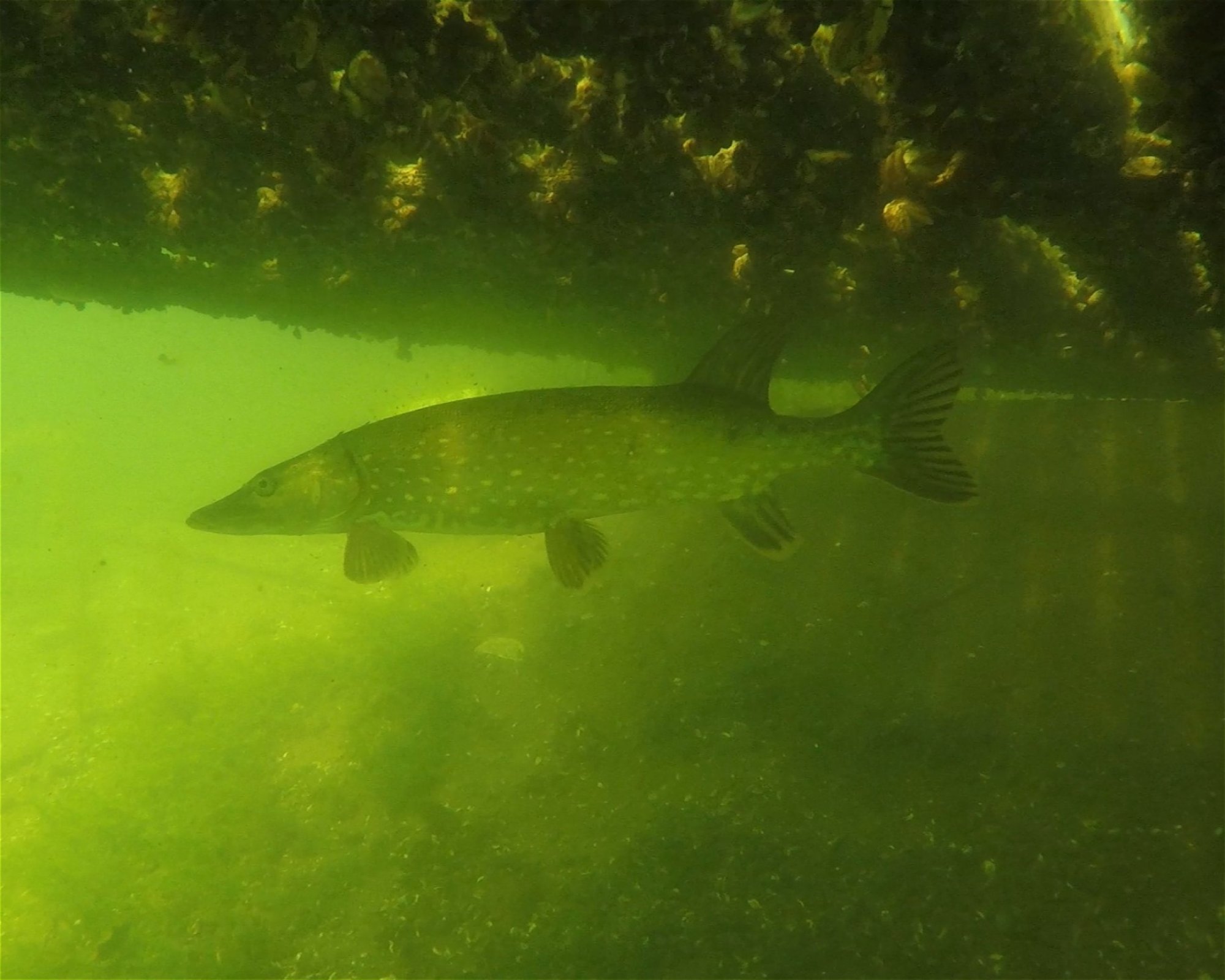 Black Angel Divers, 71-064 SZCZECIN