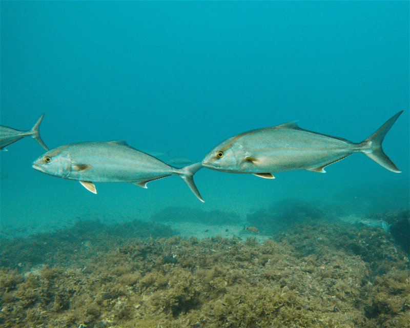 Divesite Image