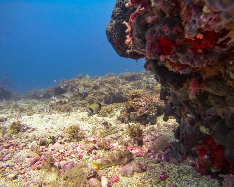 Divesite Image