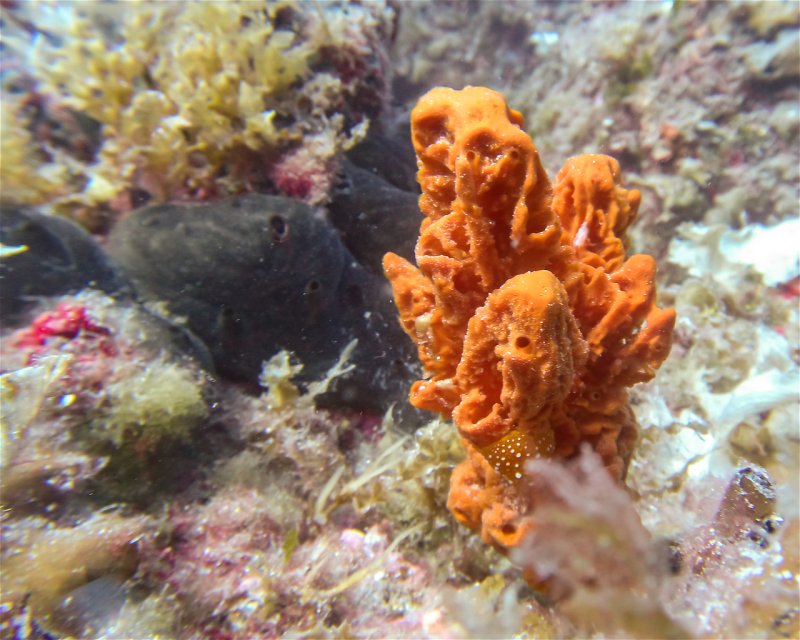 Divesite Image
