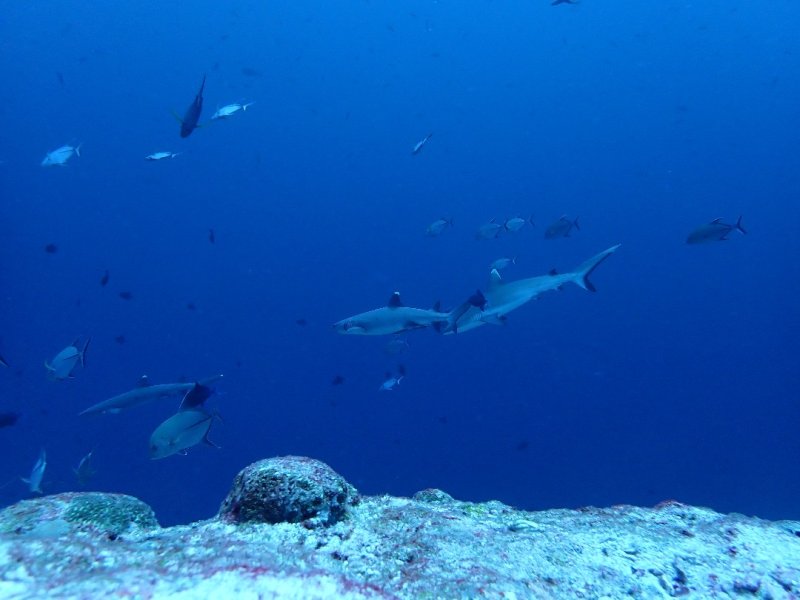 Divesite Image