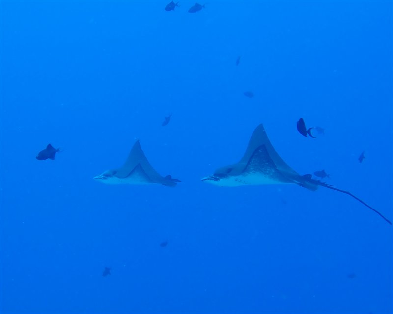 Divesite Image