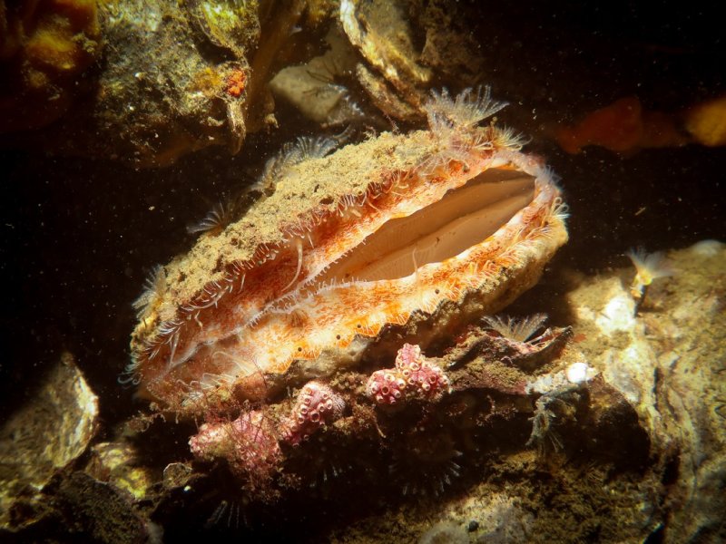 Divesite Image
