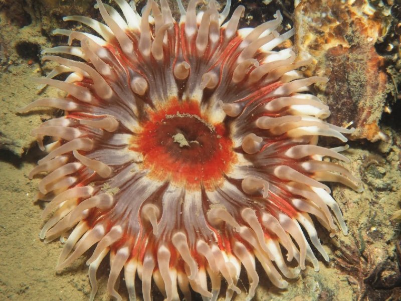 Divesite Image