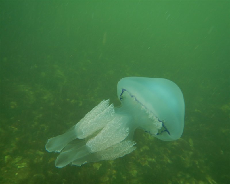 Divesite Image