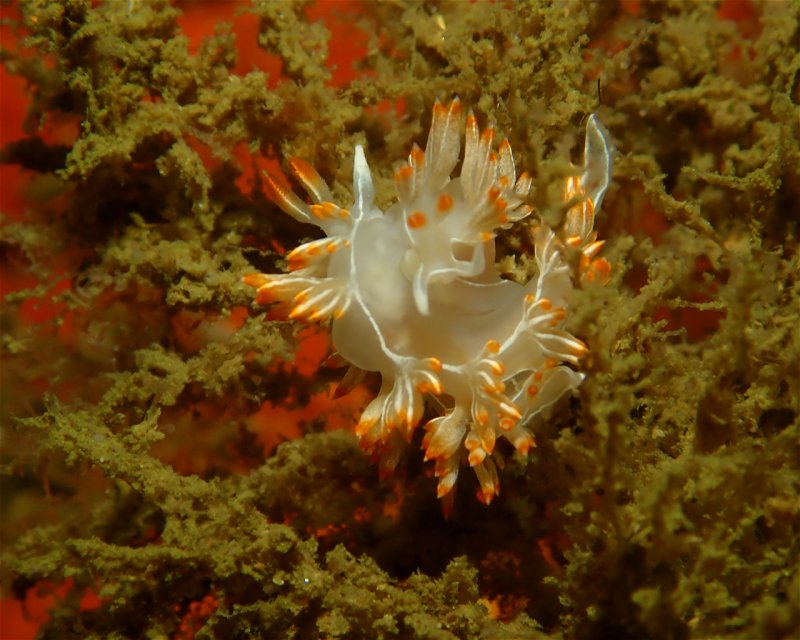 Divesite Image
