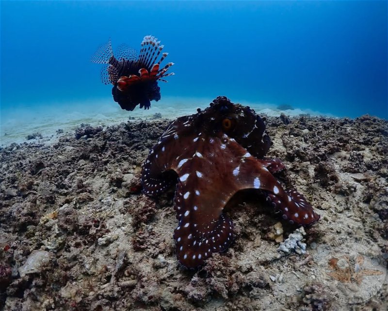 Divesite Image