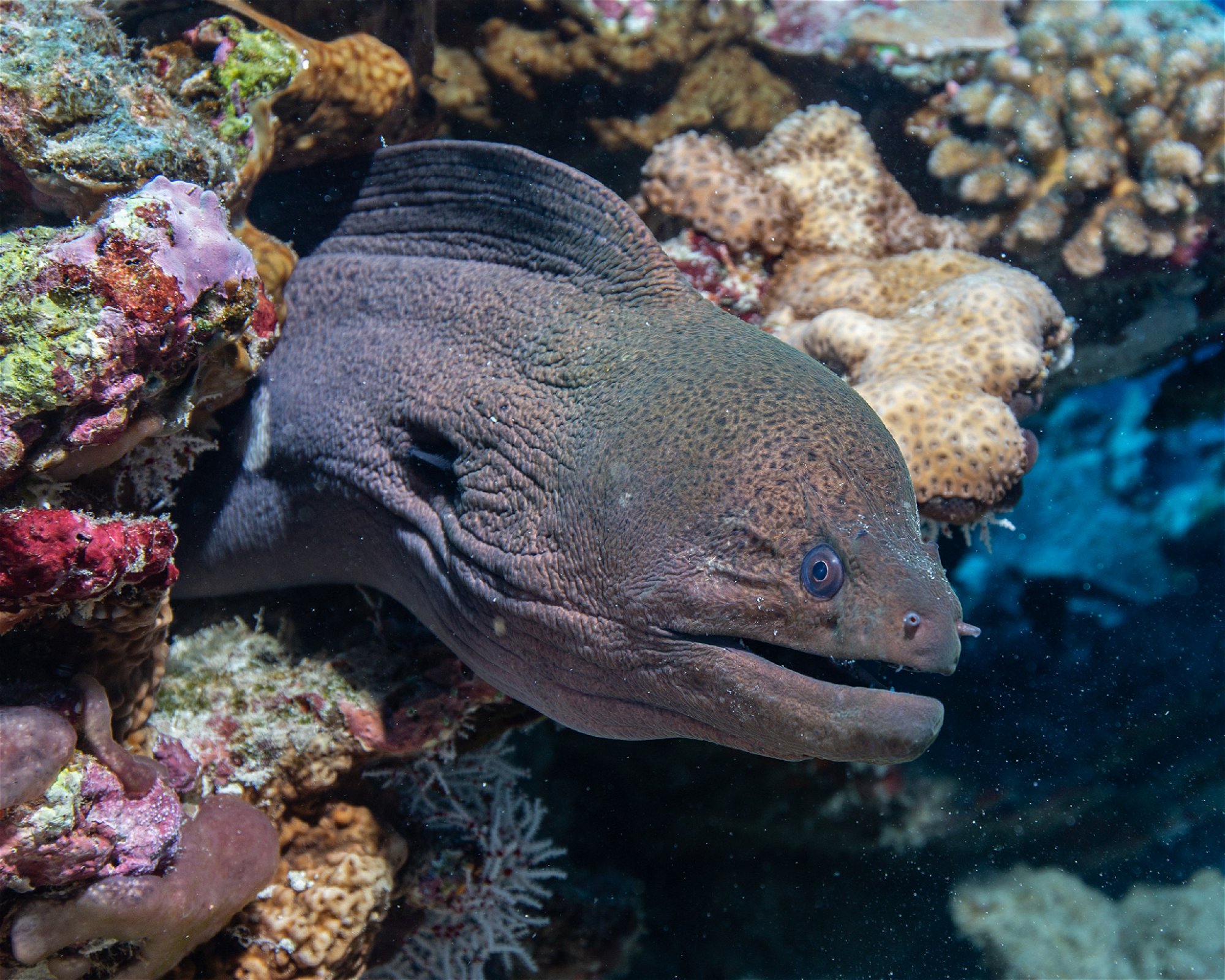 Sub Oceanic at Hilton Maldives Amingiri, 20188 North Male Atoll