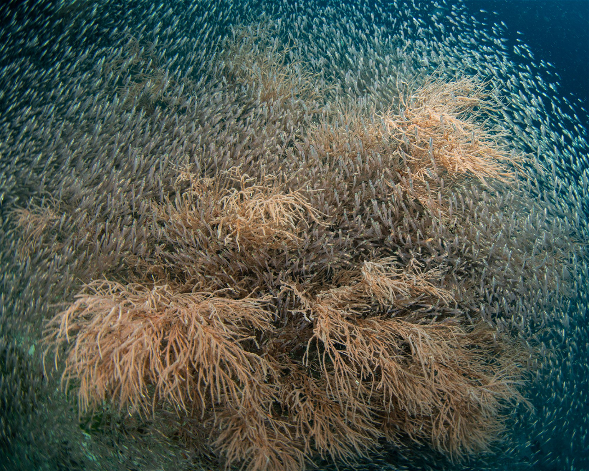 Sub Oceanic at Hilton Maldives Amingiri, 20188 North Male Atoll