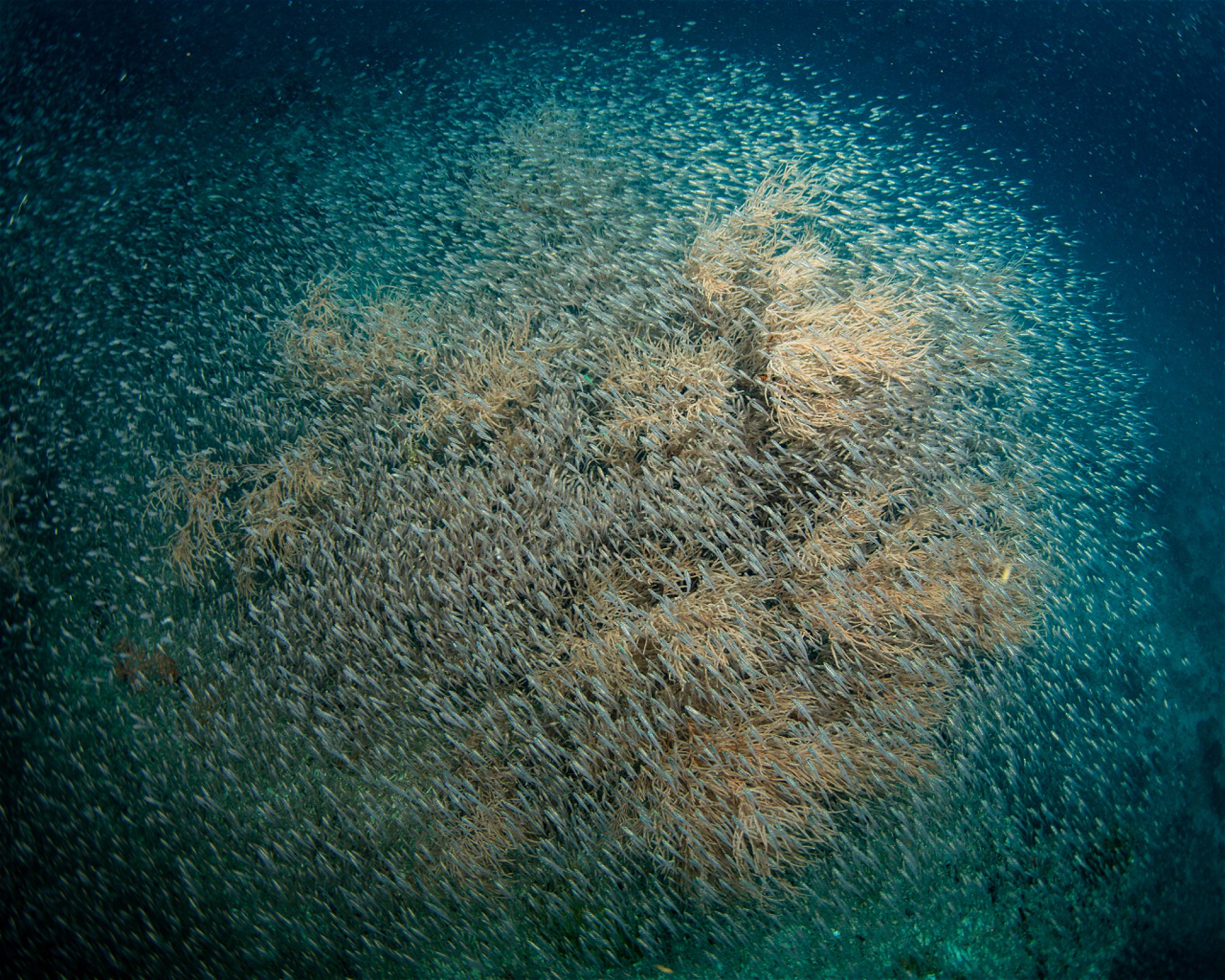 Sub Oceanic at Hilton Maldives Amingiri, 20188 North Male Atoll