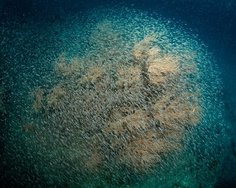 Divesite Image