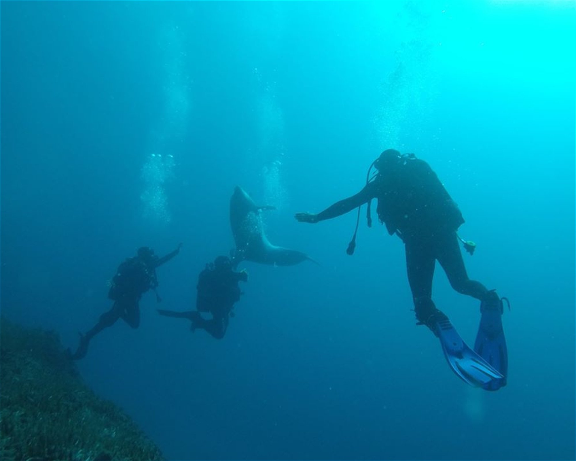 INTERMARE DIVERS, 17455 ALIMOS