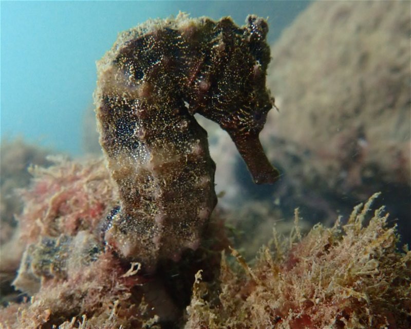 Divesite Image