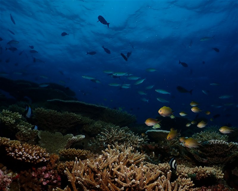 Divesite Image