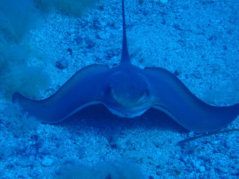 Divesite Image