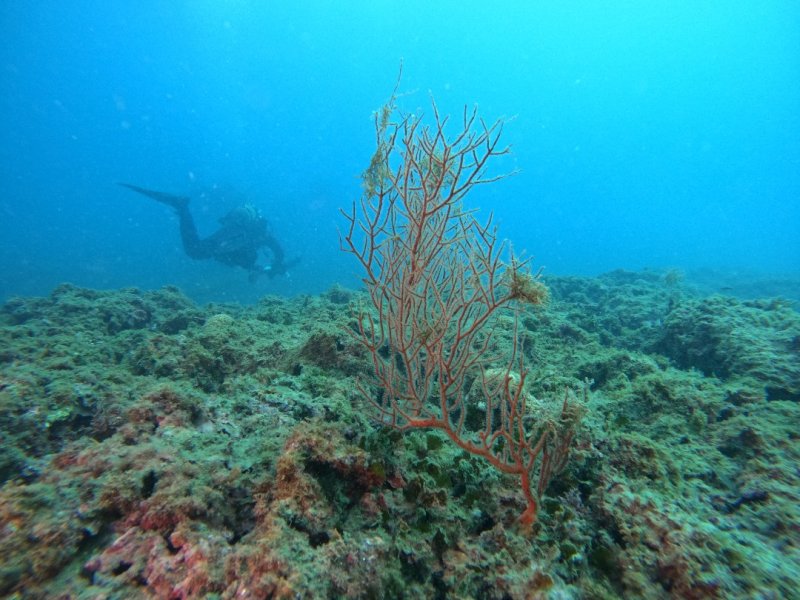 Divesite Image