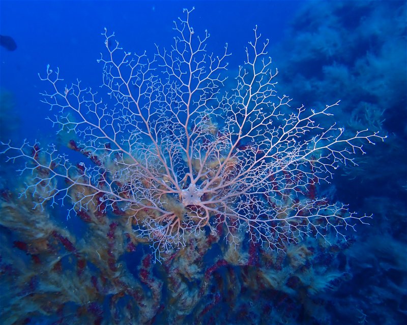 Divesite Image